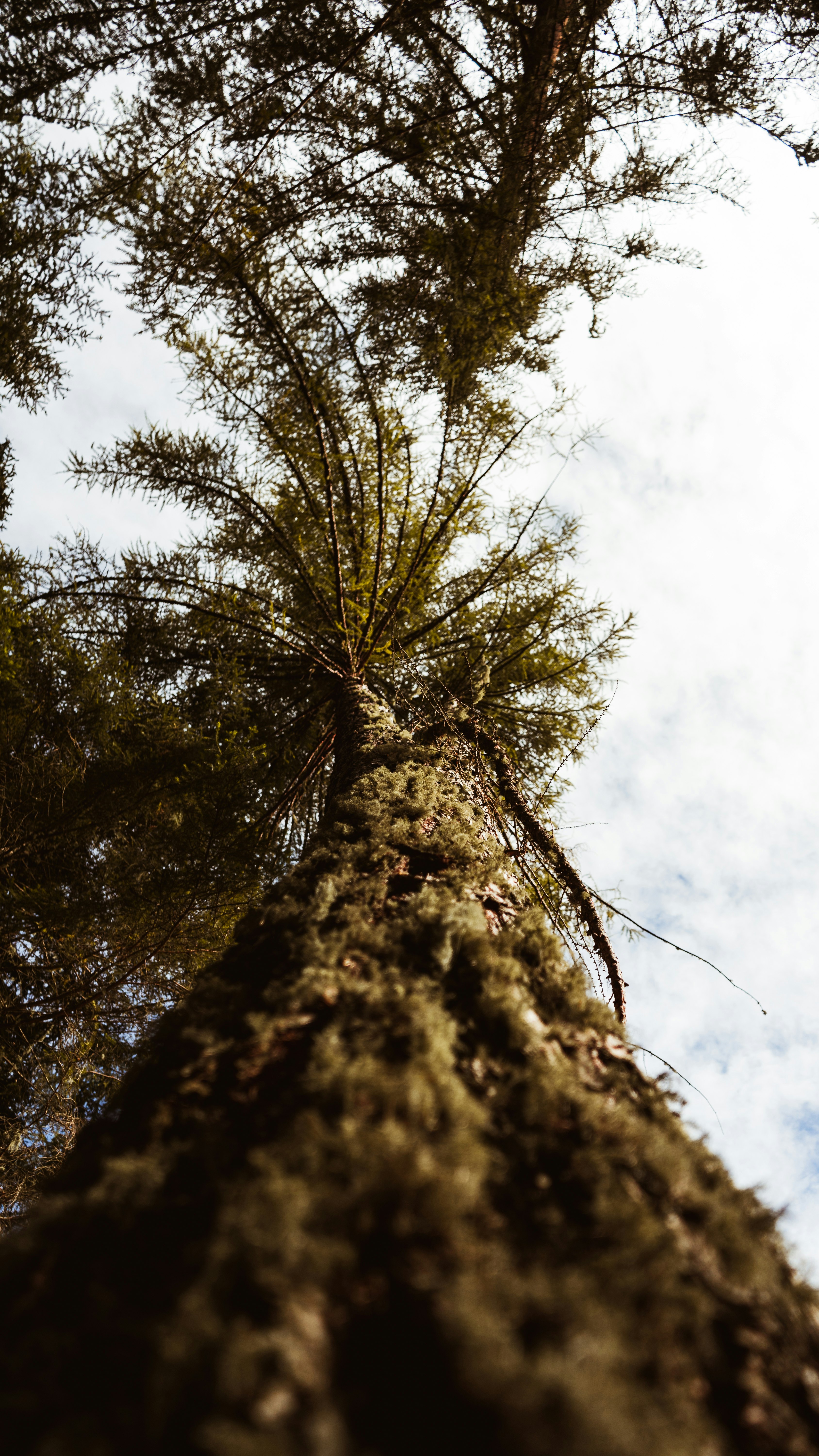 green and brown tree under white clouds